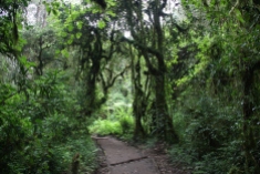 Through the rainforest